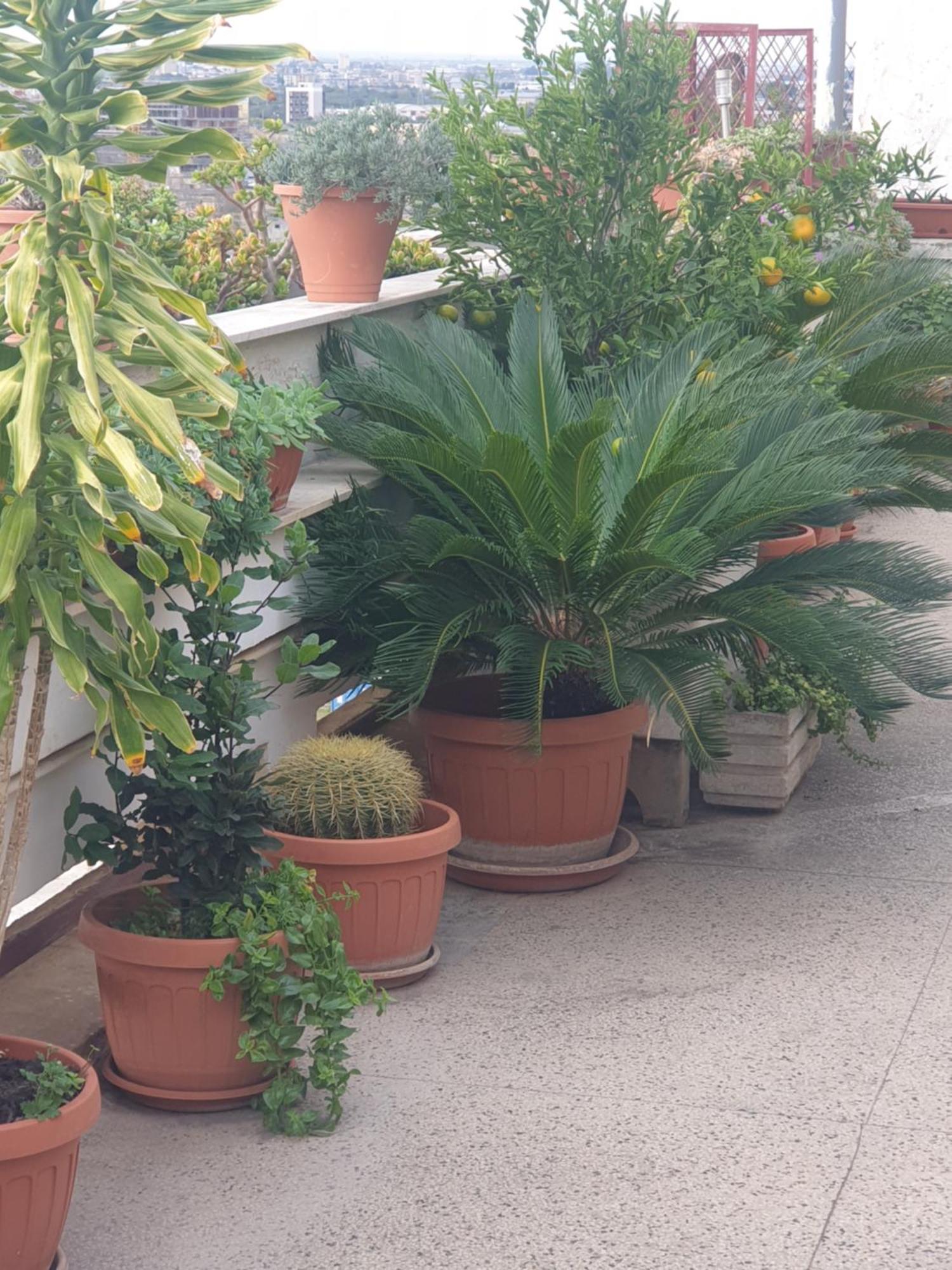 B&B Ganaj La Terrazza Di Ganaj בארי מראה חיצוני תמונה