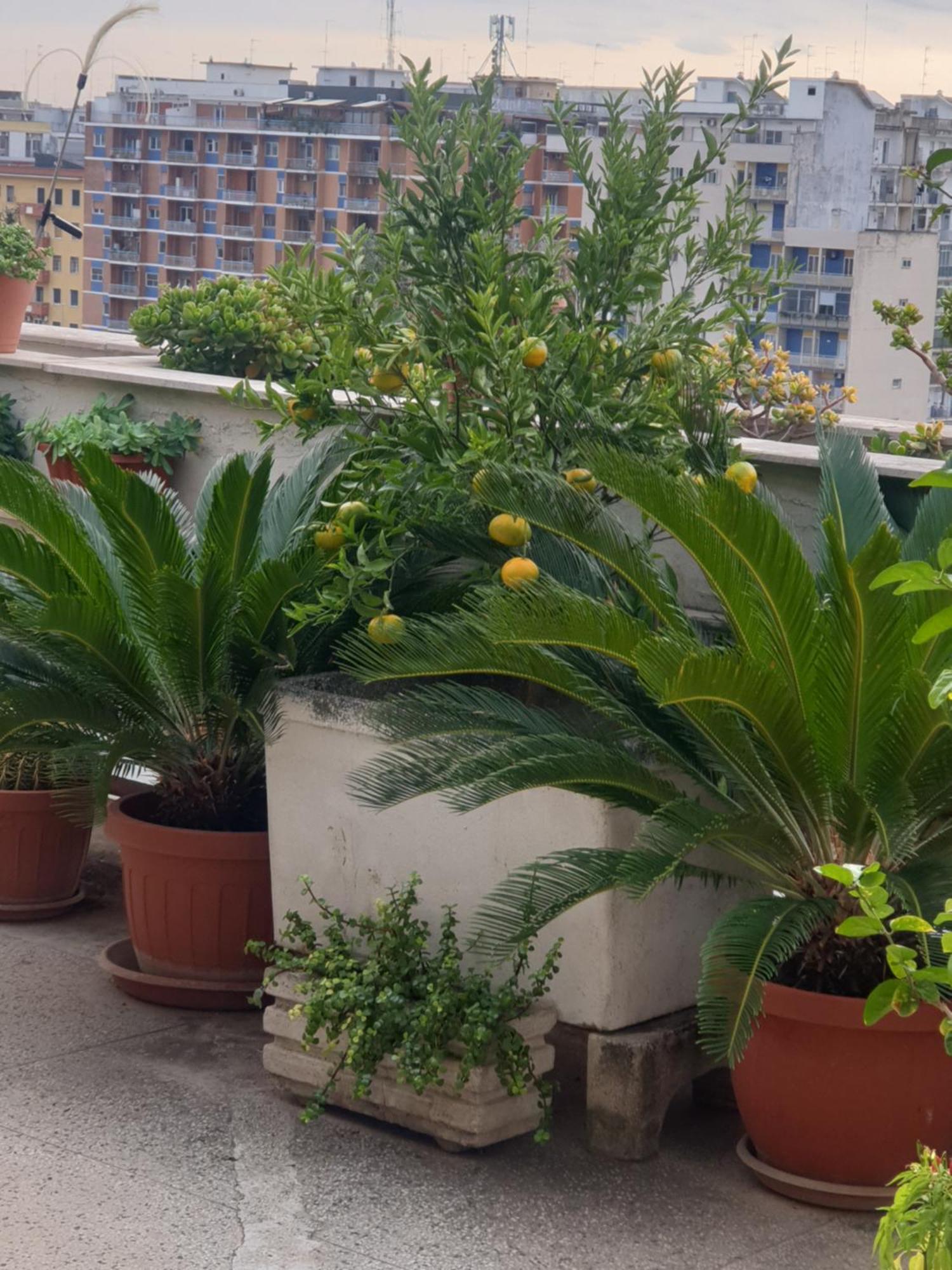 B&B Ganaj La Terrazza Di Ganaj בארי מראה חיצוני תמונה